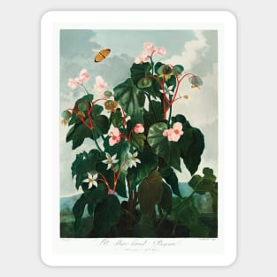 The Oblique–Leaved Begonia Sticker